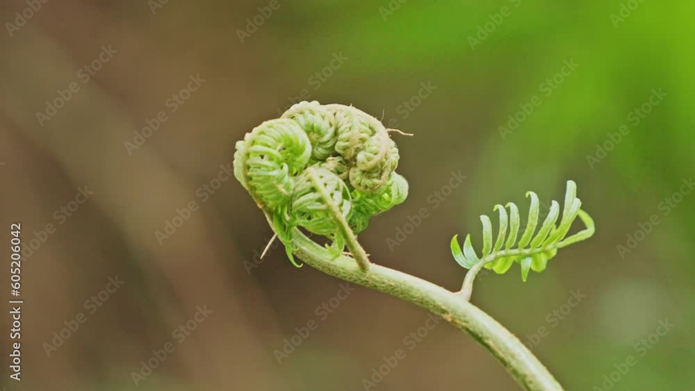the fern in Taiwan| Newborn fern swaying in the wind the fern in Taiwan| Newborn fern swaying in the wind