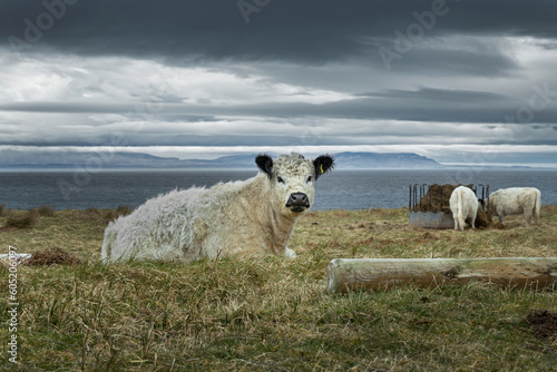 Ewe. Poolewe. Gairloch. Scottish Highlands. Westcoast Scotland. photo