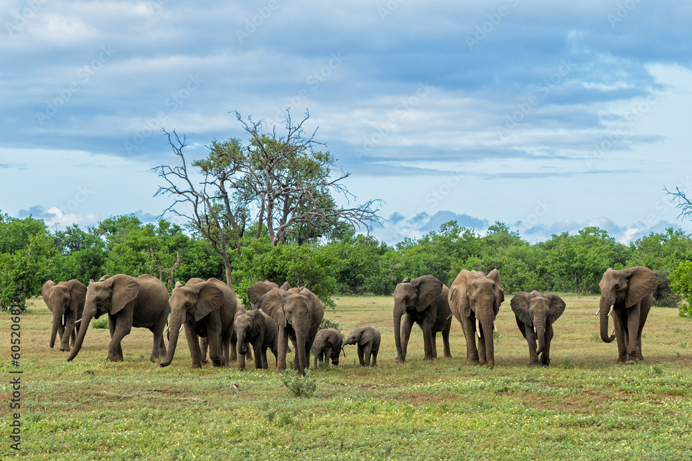 Elephants herd walking in Mashatu Game Reserve in the Tuli Block in Botswana