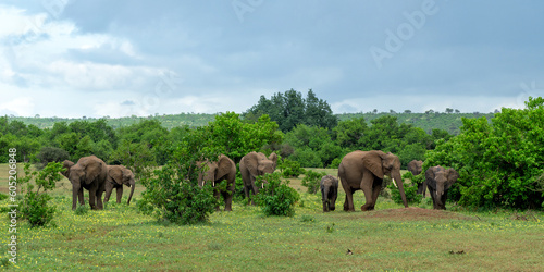 Elephants herd walking in Mashatu Game Reserve in the Tuli Block in Botswana © henk bogaard