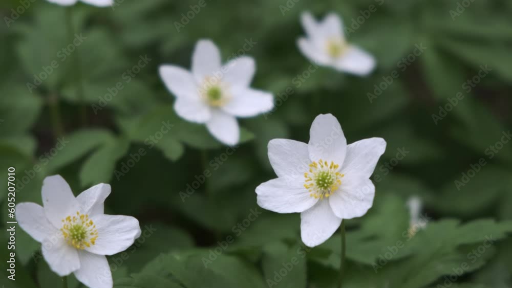 white gentle forest flowers blooming by spring
white gentle forest flowers blooming by spring