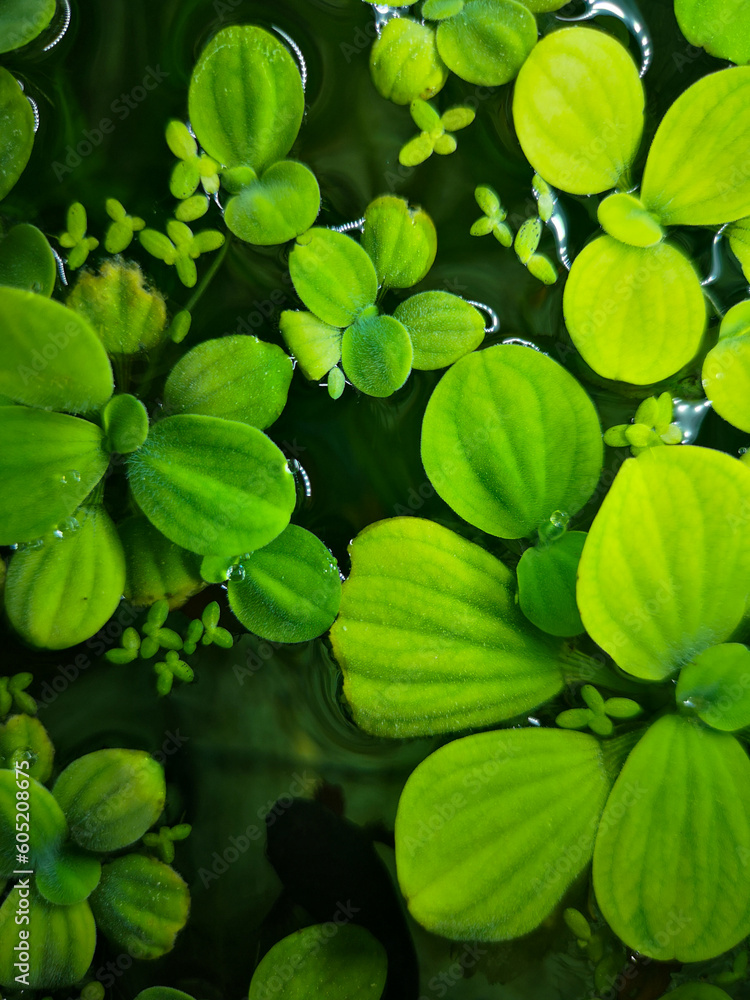 Green water lilies on black water