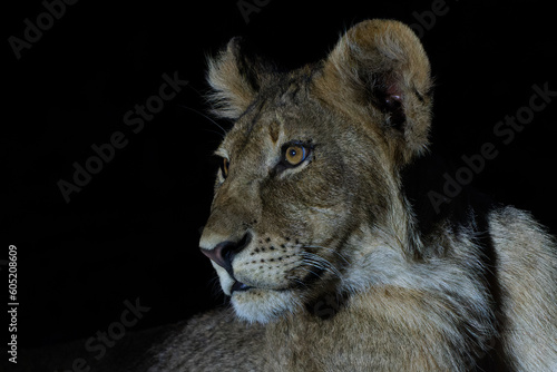Portrait of a young Lion (Panthera leo) with a spotlight after dark in Mashatu Game Reserve in the Tuli Block in Botswana. Black background.