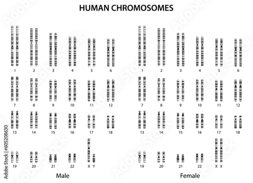 Human chromosomes (human karyotype).