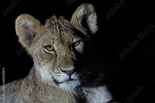 Fototapeta Naklejka Na Ścianę i Meble -  Portrait of a young Lion (Panthera leo) with a spotlight after dark in Mashatu Game Reserve in the Tuli Block in Botswana. Black background.