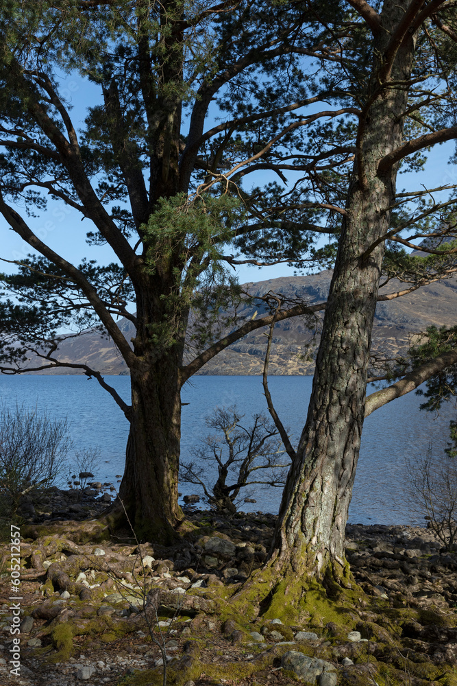 Bein Eighe national park, fores, Scottish highlands, Loch Marie, lake, trees.