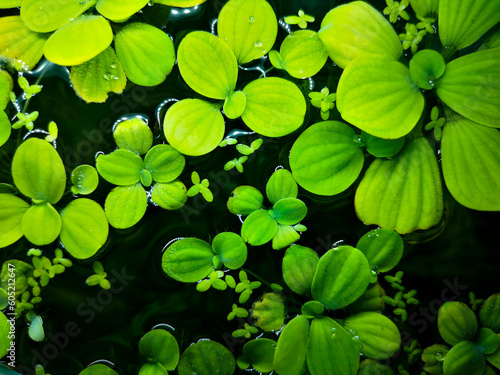 Green water lilies on black water © Елена Желяева