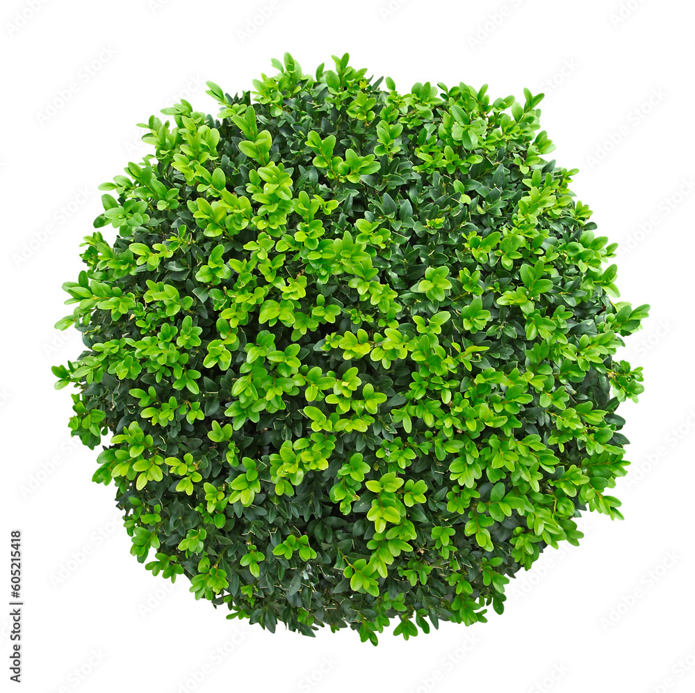 Fototapeta premium Buxus taillé en boule en pot