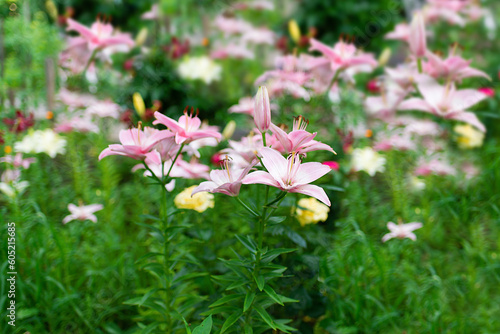 Beautiful lily flower on a background of green leaves. Lily flowers in the garden. Background texture with pink flower 