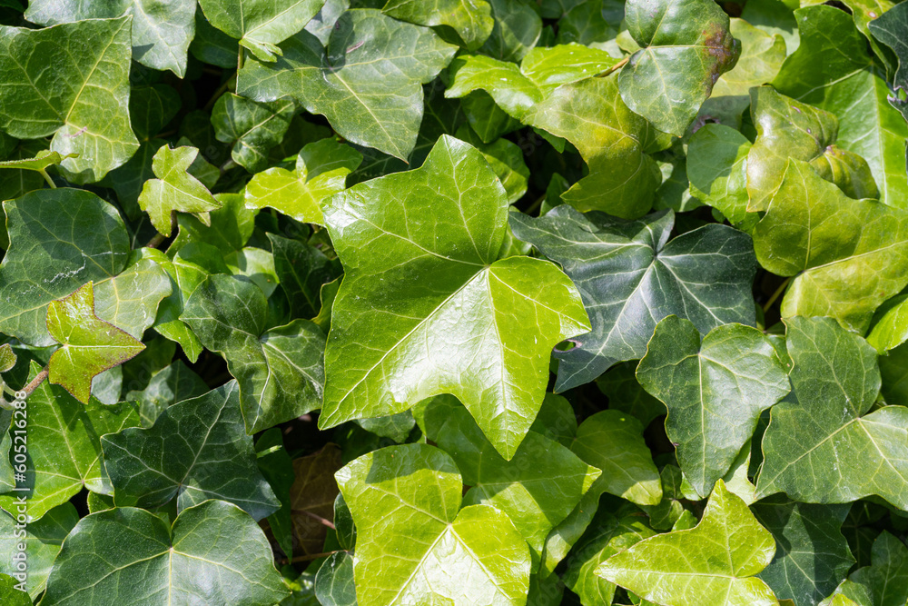 Lush Green Ivy Texture Background, Green Hedge, Wall of Hedera Helix, Creeper Foliage Pattern, Ivy Carpet Lush Green Ivy Texture Background, Green Hedge, Wall of Hedera Helix, Creeper Foliage Pattern, Ivy Carpet