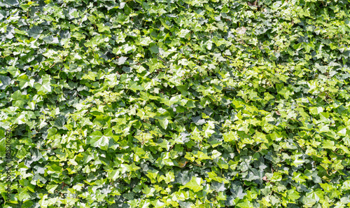 Lush Green Ivy Texture Background, Green Hedge, Wall of Hedera Helix, Creeper Foliage Pattern, Ivy Carpet © artemstepanov