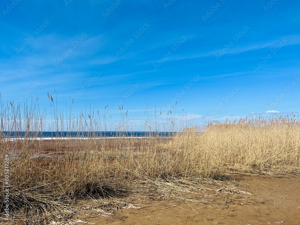 Brown dry reeds in the blue sky, reeds at the seashore 