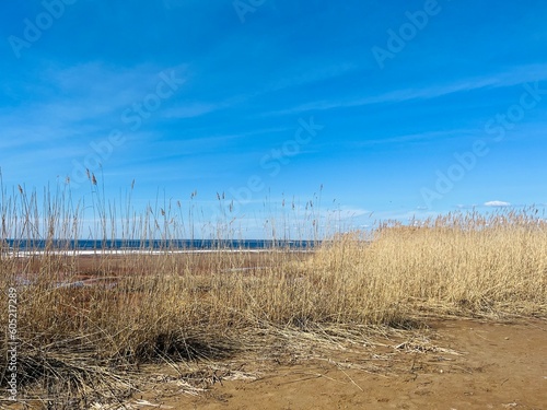 Brown dry reeds in the blue sky, reeds at the seashore 