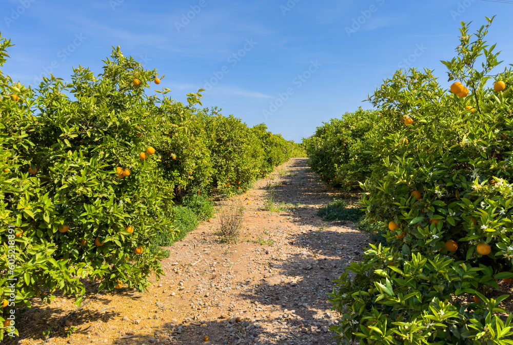 Orange tree plantation farm field. Harvest season in Spain. Tangerine plantation on farm. Orange mandarin tree. Orange farm field.