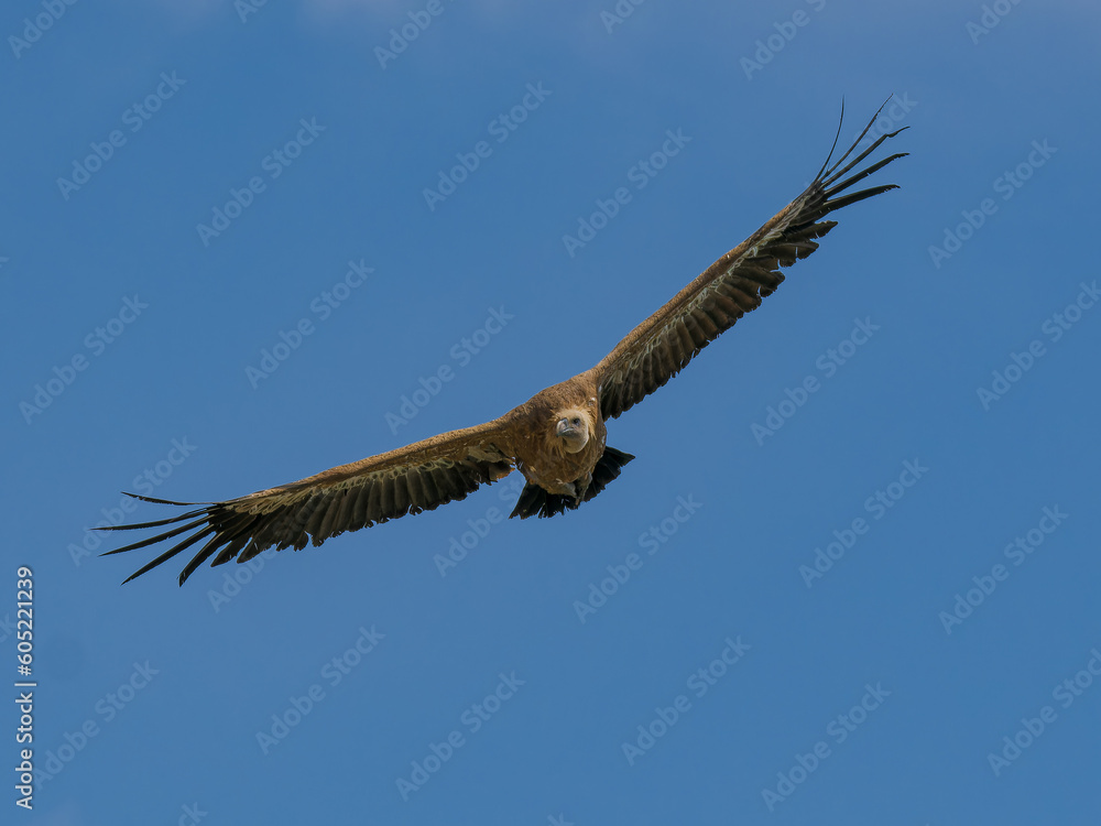 Obraz premium Buitre leonado iberico