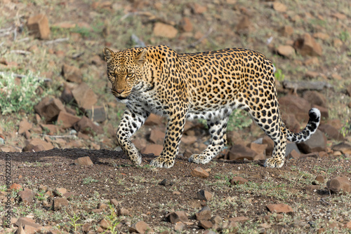 Leopard (Panthera Pardus) searching for food aroud a dry riverbed in Mashatu Game Reserve in the Tuli Block in Botswana 