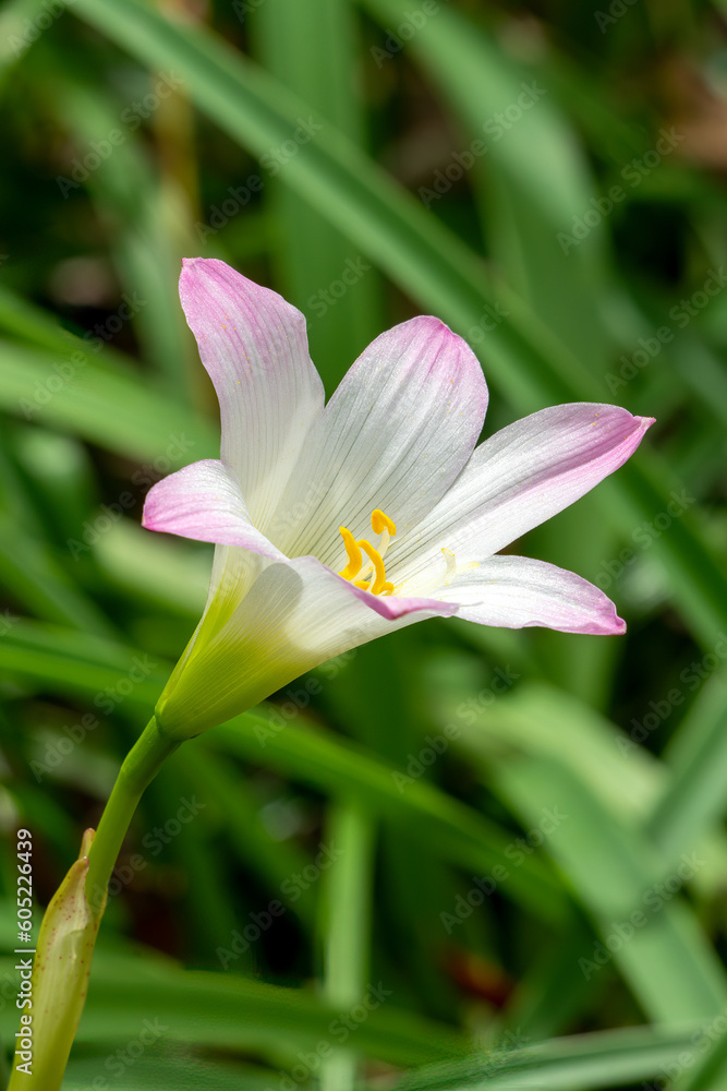 Zephyr lily (zephyranthes) flower in garden against green background Zephyr lily (zephyranthes) flower in garden against green background