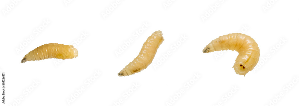 fly larvae on a transparent isolated background. png fly larvae on a transparent isolated background. png