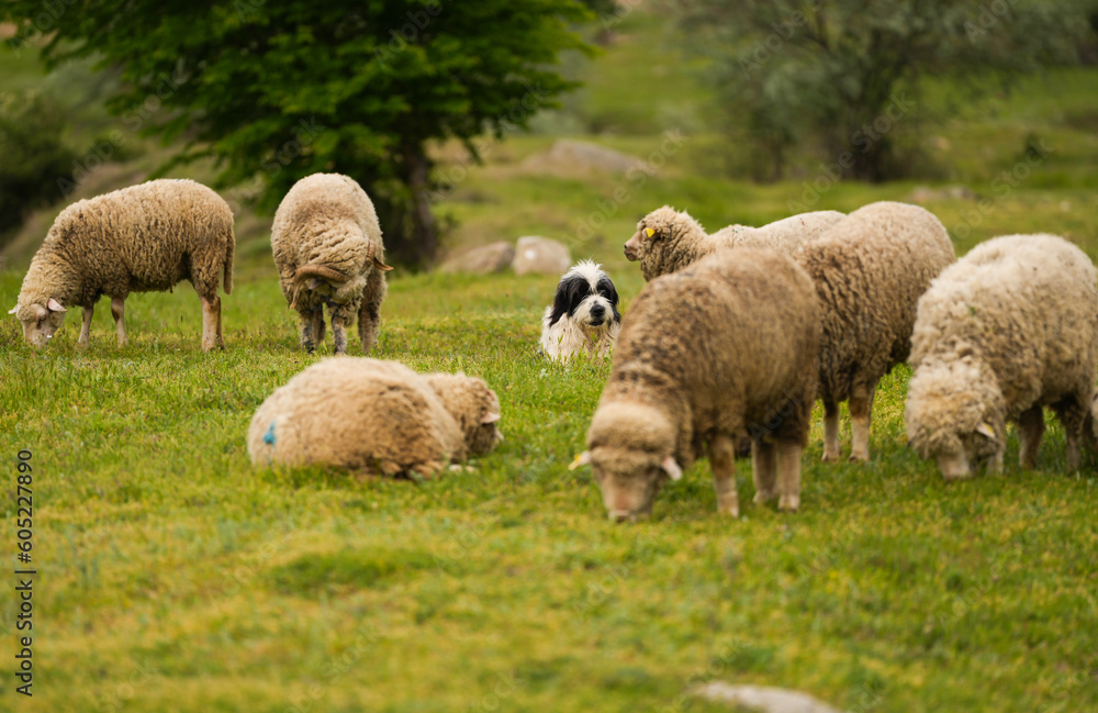 A herd dog standing in the middle of a flock of sheep. farm animals and agriculture concept photo.