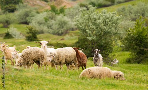 A flock of sheep on a hill. Photo with sheep, tiny lamp and goat farm animals used in agriculture industry. Farm landscape concept image.