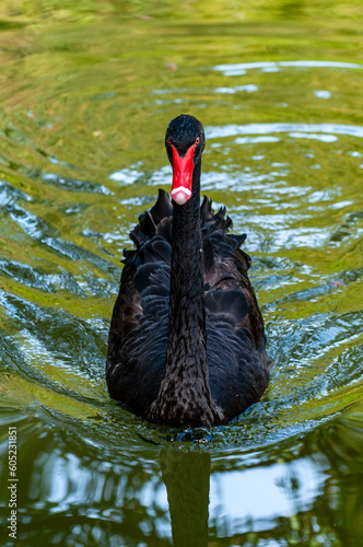 a beautiful black swan swims