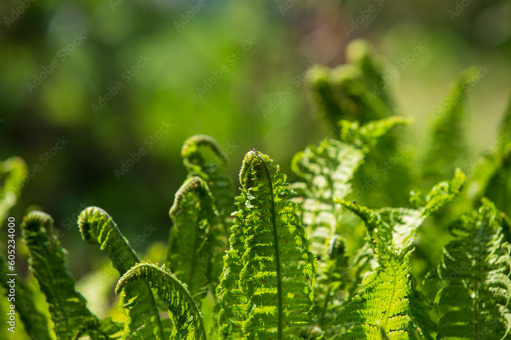 In June, the summer solstice is celebrated in Latvia. The fern is an integral and traditional symbol of the holiday. Young girls and boys go to the ferns at midnight to look for a fern flower. In June, the summer solstice is celebrated in Latvia. The fern is an integral and traditional symbol of the holiday. Young girls and boys go to the ferns at midnight to look for a fern flower.
