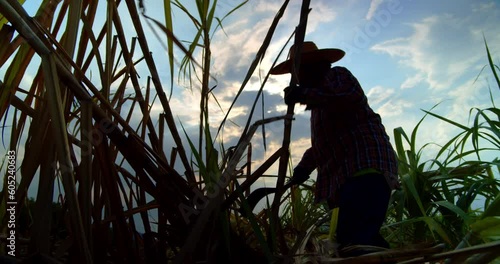 Slow motion silhouette scene of Asian farmer and employee who live in the rural area, harvesting the sugar cane in the tropical area.