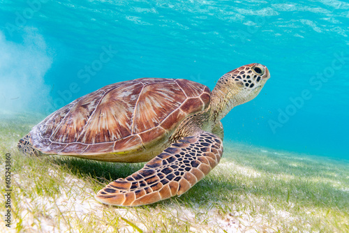 Sea turtle in the Maldives on the island Curedo on seagrass