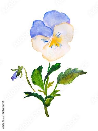 Pansy, flower illustration, white, blue , pastel pansy , pansies , bloom, blossom, watercolor illustration