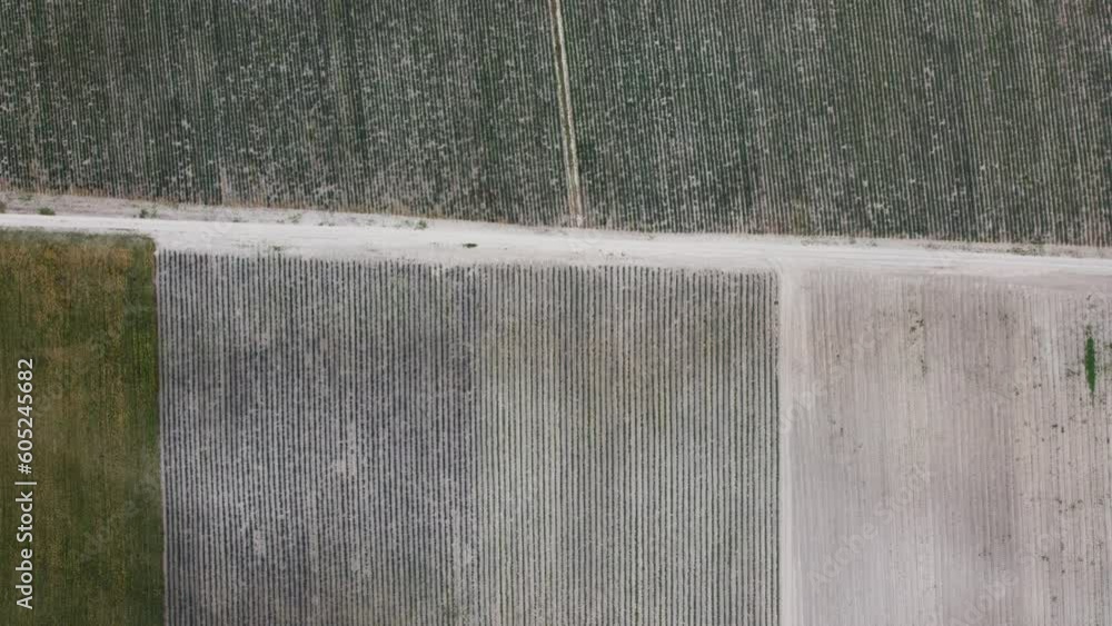 Aerial view on green wheat field in countryside. Field of wheat blowing in the wind on sunset. Young and green Spikelets. Ears of barley crop in nature. Agronomy, industry and food production. Aerial view on green wheat field in countryside. Field of wheat blowing in the wind on sunset. Young and green Spikelets. Ears of barley crop in nature. Agronomy, industry and food production.