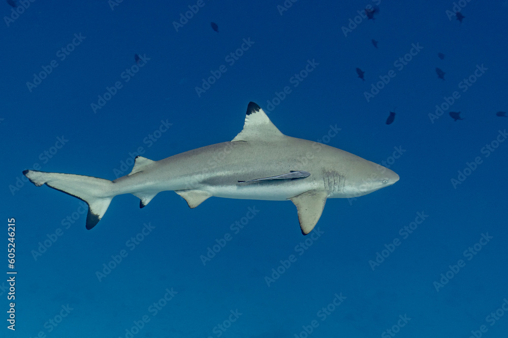 Gray reefshark in the Maldives on the island Curedo Gray reefshark in the Maldives on the island Curedo