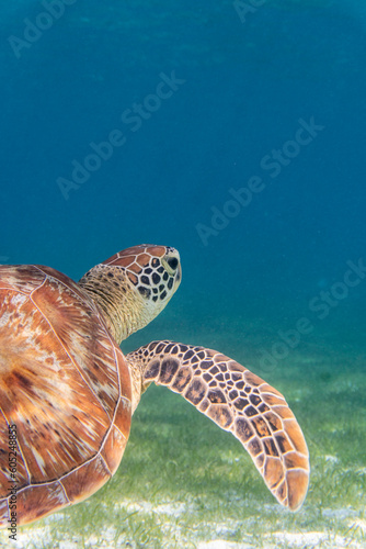 Seaturtle in the Maldives on the island Curedo on seagrass