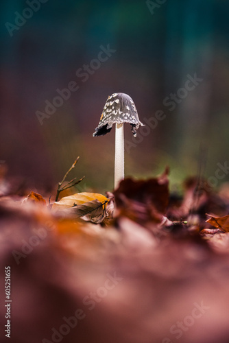 Fungus / mushroom in the bed of a Danish forest