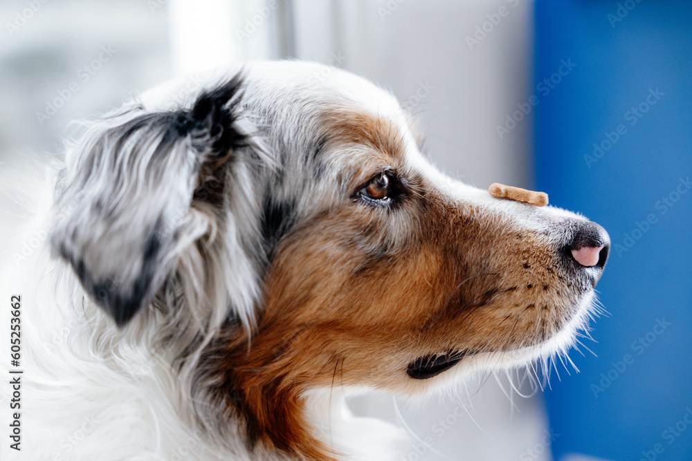 Dog with tasty treat on his nose. Close up photo of australian shepherd. Aussie balancing a cookie on nose. Obedience and trainings