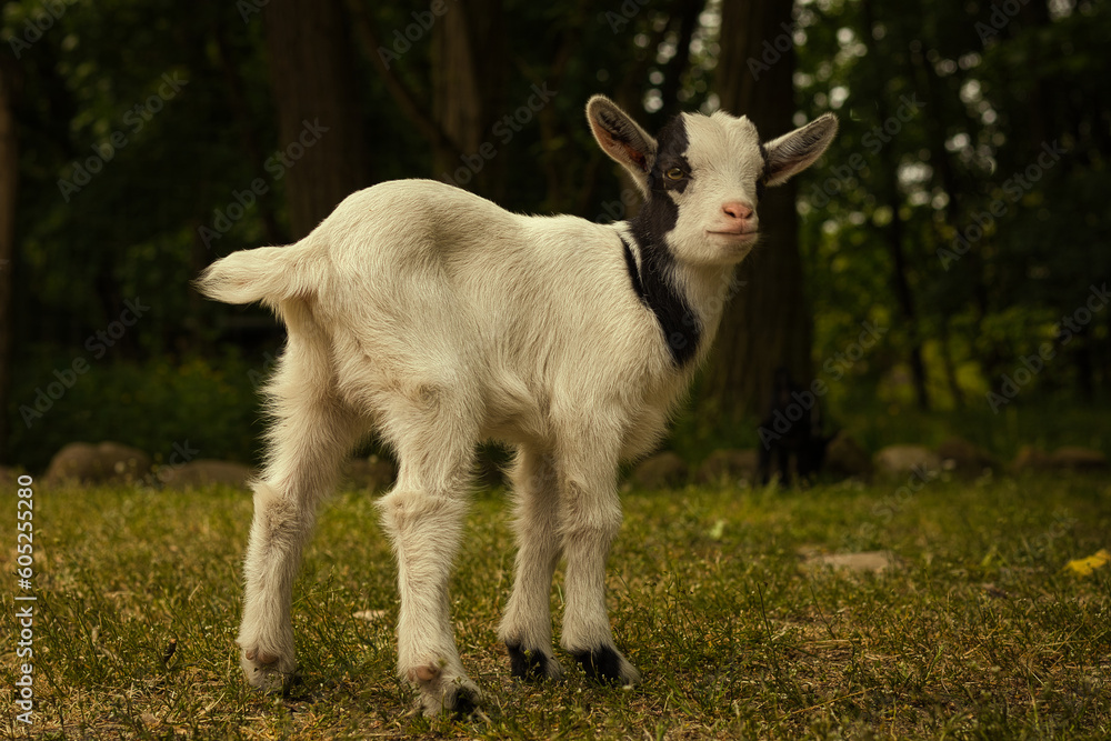 Obraz premium Kleine Ziege - Ziegenkind - Zicklein - Ziegenbaby - Ziegenlamm - Lamm - Kitz - Capra Aegagrus Hircus - Goat - Cute - Funny - Portrait - Meadow - High quality photo 