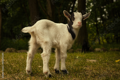 Kleine Ziege - Ziegenkind - Zicklein - Ziegenbaby - Ziegenlamm - Lamm - Kitz - Capra Aegagrus Hircus - Goat - Cute - Funny - Portrait - Meadow - High quality photo	 photo