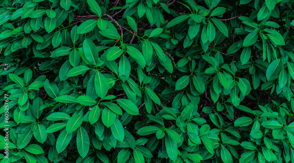 Green leaves background and greenery foliage textured as natural evergreen wallpaper and backdrop Green leaves background and greenery foliage textured as natural evergreen wallpaper and backdrop