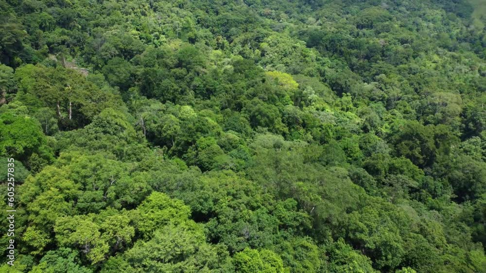 Aerial view of tropical rainforest in Aceh, Indonesia is incredibly green and dense. Aerial view of tropical rainforest in Aceh, Indonesia is incredibly green and dense.