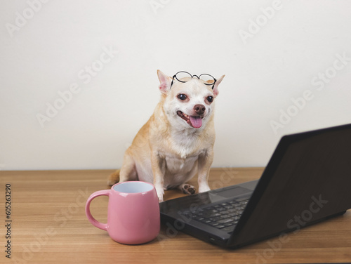 Brown short hair chihuahua dog wearing eyeglasses on his head, siiting with computer laptop and pink cup of coffee, smiling.