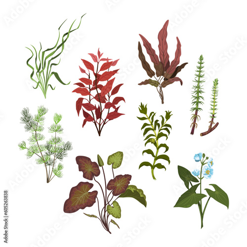 Isolated aquarium plants. Cartoon drawing set of aquatic herbs. River grass art. Underwater decoration objects