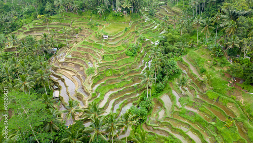 The stunning Tegalalang Rice Terrace, part of the Cultural Landscape of Bali Province UNESCO World Heritage Site, comprises cascading emerald-green fields worked by local rice farmers. 
