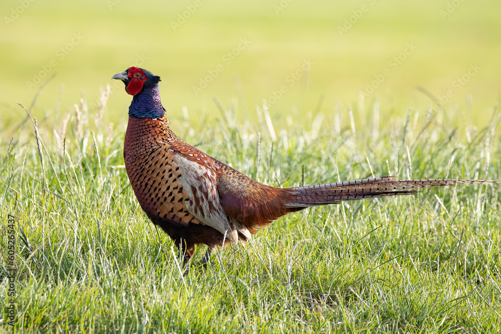 Fototapeta premium pheasant in the grass