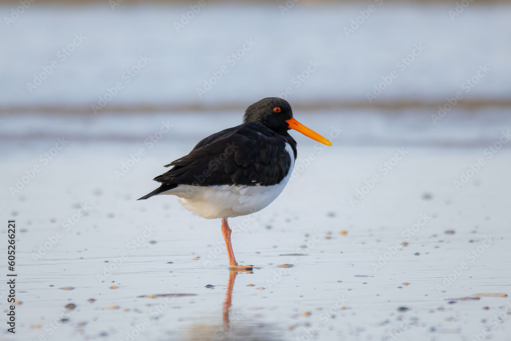 oystercatcher oystercatcher