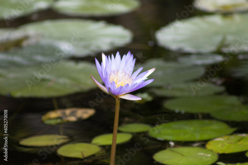 purple water lily