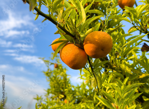 Orange Groves and mandarin tree. Orange fruit farm field. Sweet Orange citrus fruits in garden. Mandarin trees at plantation cultivated. Harvest season in Spain Grove. Citrus Tangerine plant.
