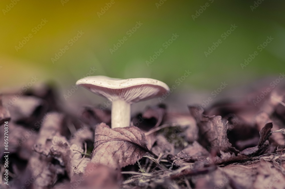 Fototapeta premium Selective focus shot of a mushroom growing on the ground surrounded by dried fallen leaves