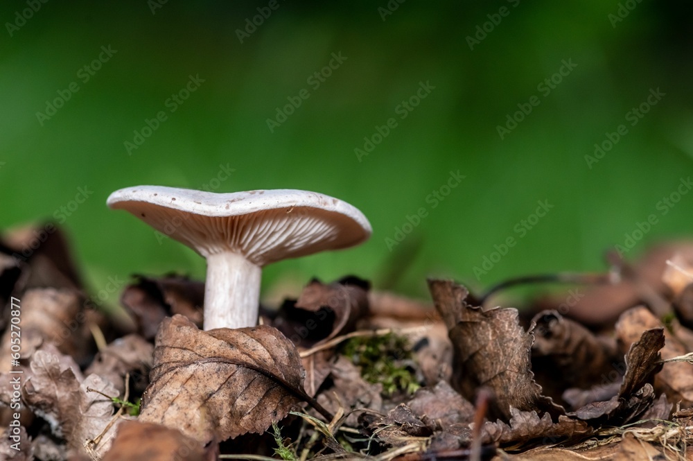 Fototapeta premium Closeup of a clouded agaric (Clitocybe nebularis) growing in wilted leaves on the ground