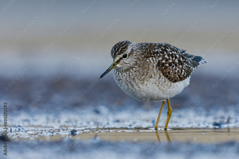 Wood sandpiper (Tringa glareola) feeding in the wetlands in spring. Wood sandpiper (Tringa glareola) feeding in the wetlands in spring.