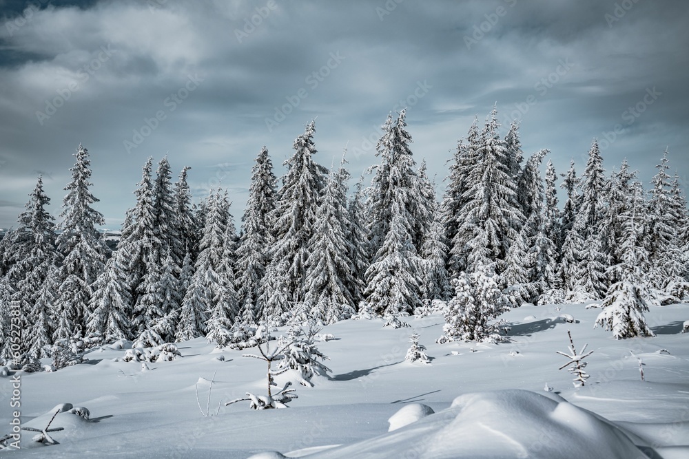 Obraz premium Scenic winter landscape featuring a forest of evergreen trees blanketed in freshly fallen snow.
