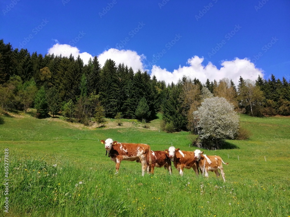 Cows stands in high alpine meadow. A picturesque view of animals grazing in the summer on the farm in South Tyrol, Italy Cows stands in high alpine meadow. A picturesque view of animals grazing in the summer on the farm in South Tyrol, Italy